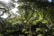 Waimea Waterfall Hike & Swim + Dole Plantation Tour (Breakfast & Lunch Included)
 - Second Medium