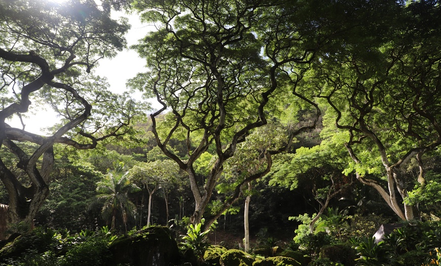 Image 2: WaimeaWaterfall Hike/Swim+ DolePlantationTour Breakfast&LunchIncluded
