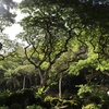 Image 2: Waimea Falls Hiking Tour – Oahu
