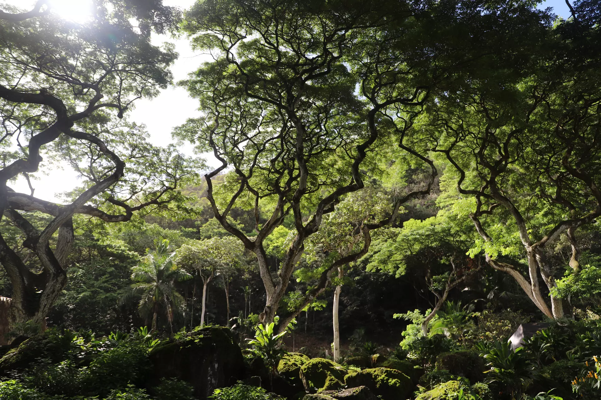 WaimeaWaterfall Hike/Swim+ DolePlantationTour Breakfast&LunchIncluded
