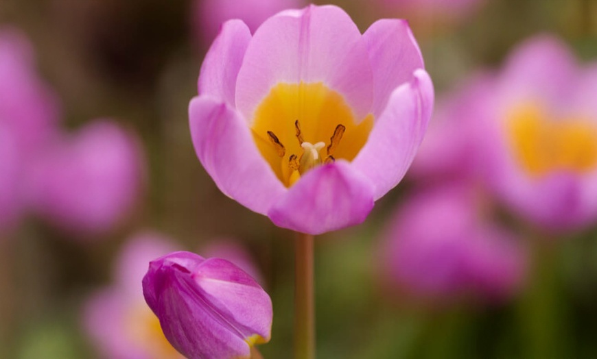 Image 5: 20 or 40 Hardy Tulips 'Rock Garden' Mixed Spring Flowering Bulbs