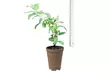 Pre-Order: Tricolor Butterfly Bush Plants in 3" Biodegradable Pots (3-Pack) - Second Medium