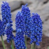 Image 4: Tot 200 kleurrijke Muscari bloembollen
