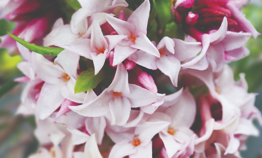 Image 1: Potted Fragrant Daphne Plants - 1 or 2 Potted Plants