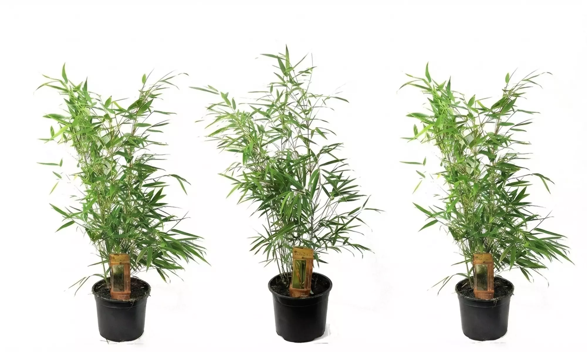 1 o 2 piante Fargesia 'Red Dragon'