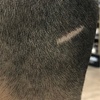 Image 6: Buzz or Scissor & Clipper Cut for Adults – Clean, Easy Style