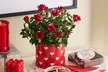 Valentine’s Day Indoor Plants & Gifts with Same-Day Delivery Options from 1-800-Flowers.com (Up to 55% Off) - Second Medium