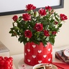 Image 3: 1-800-Flowers.com Deal: Next Day Valentine's Plants & Gifts Up to 50% off
