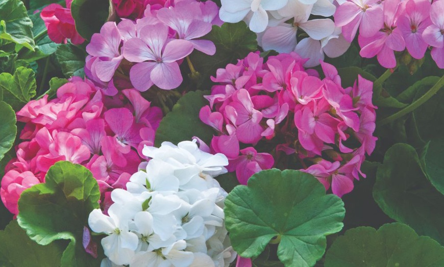 Image 3: Up to 72 Geranium 'Jackpot Candyfloss' Mix Plants