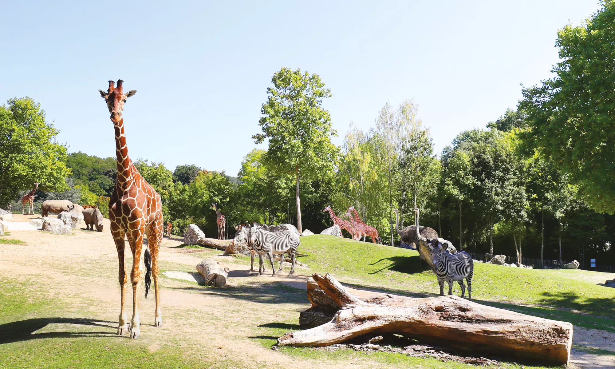ZooParc de Beauval : 1 ou 2 jours pour un tour du monde animal