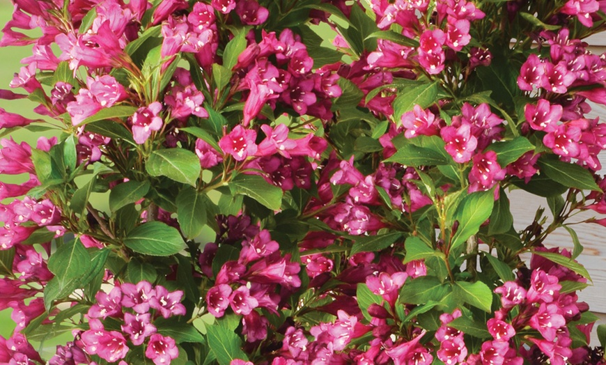 Image 4: Weigela Towers of Flowers ‘Cherry’ - 1 or 2 Plants