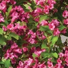 Image 4: Weigela Towers of Flowers ‘Cherry’ - 1 or 2 Plants