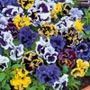 Image 16: Vibrant Winter Flowering Pansy Mixes - up to 72 Plants