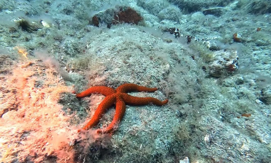 Image 2: Descubre el fondo marino con un bautismo de buceo para 1 o 2 personas