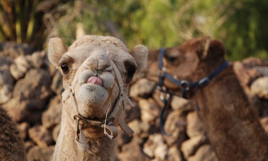 Image 3: Paseo a camello para 2 o 3 personas en Camel Park