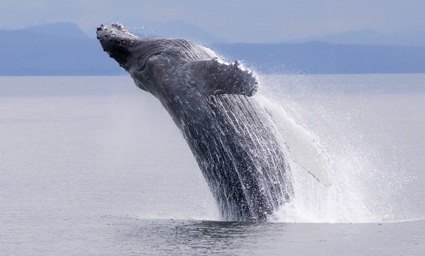 Image 1: 4-Hour Whale and Dolphin Watching Cruise 