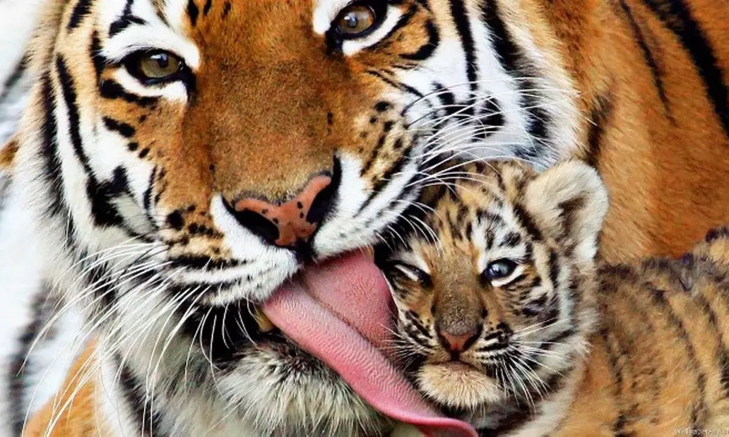 India: 8 Days India Golden Triangle Tour with Tiger Safari