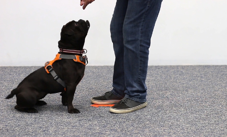 Image 3: Master the Basics of Dog Training with the Essentials Course 