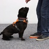 Image 3: Master the Basics of Dog Training with the Essentials Course 