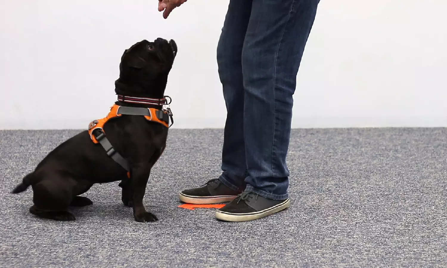 Master the Basics of Dog Training with the Essentials Course