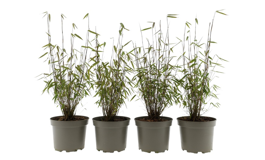 Image 10: Bambou Fargesia, non invasif