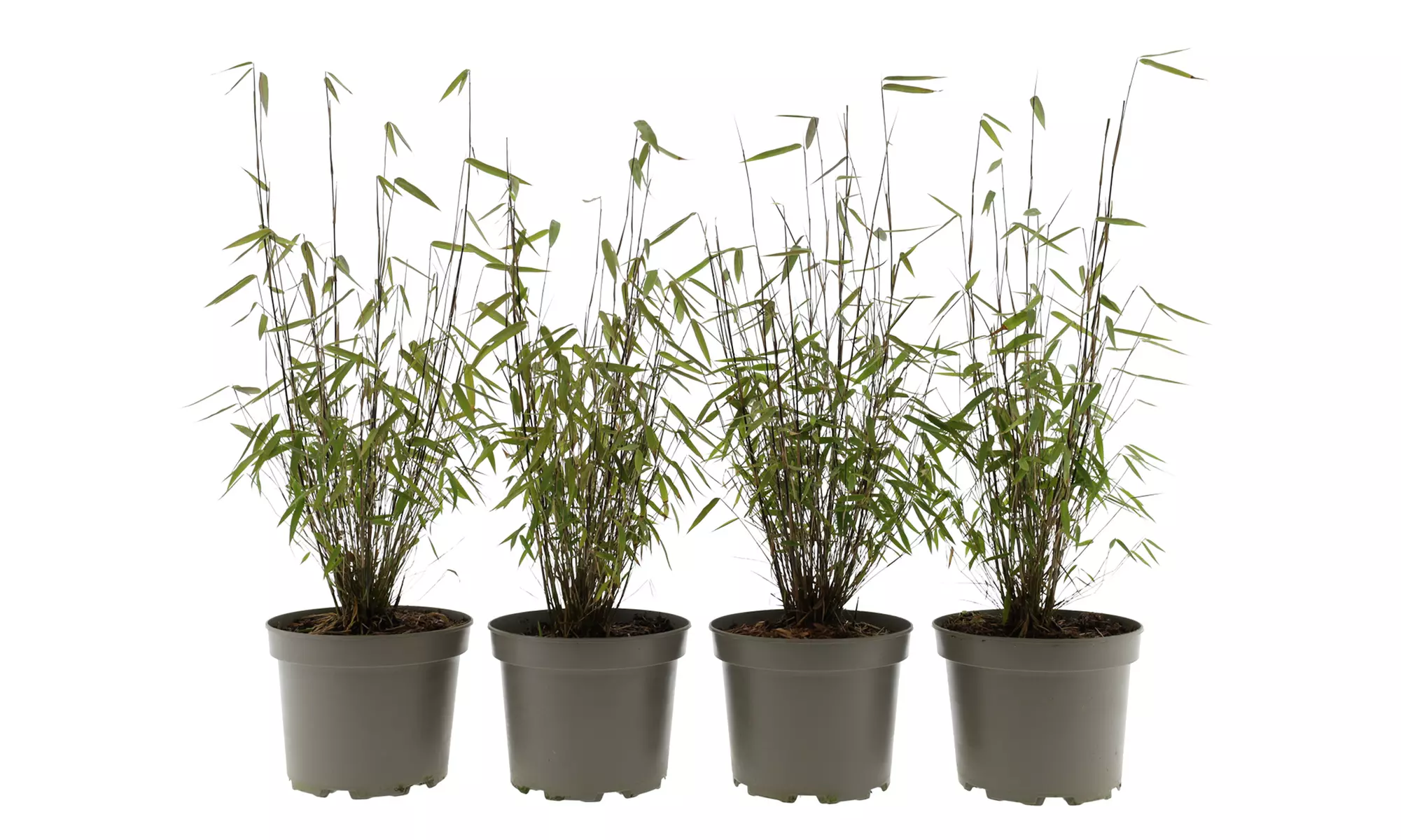 3x - 6x GARDENZO Bambus Asian Wonder, Rufa oder Red Dragon