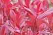 Photinia 'Red Robin' - Standard Tree or Potted Plants - Image 6