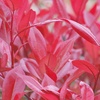 Image 6: Photinia 'Red Robin' - Standard Tree or Potted Plants