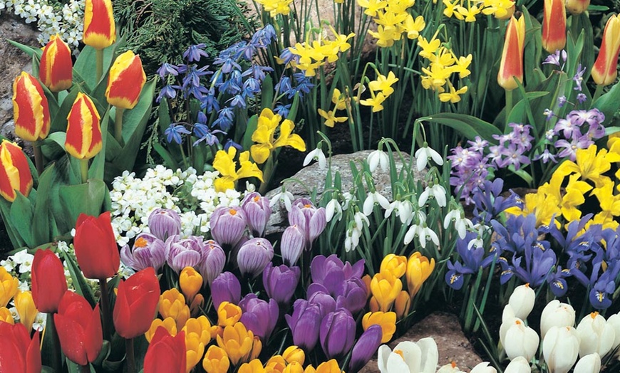 Image 1: 50 Colourful Spring Flowering Bulbs