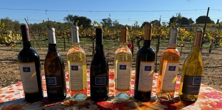 One-Year Ownership of Two Vineyard Vines - Carneros Della Notte Vineyard