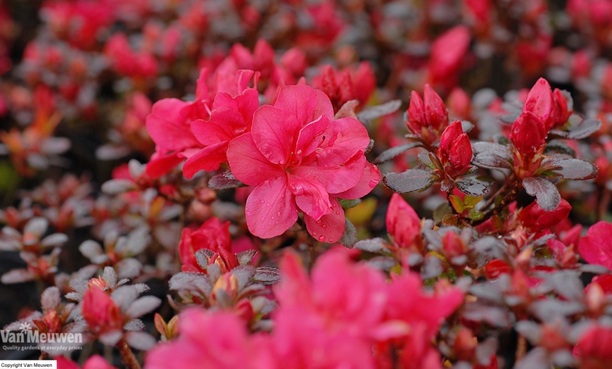 Image 4: Hardy Dwarf Azalea Collection