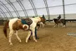30-Minute or 60-Minute Private Horseback Riding Lesson at Greene Acres Equestrian Center (Up to 36% Off) - Second Medium