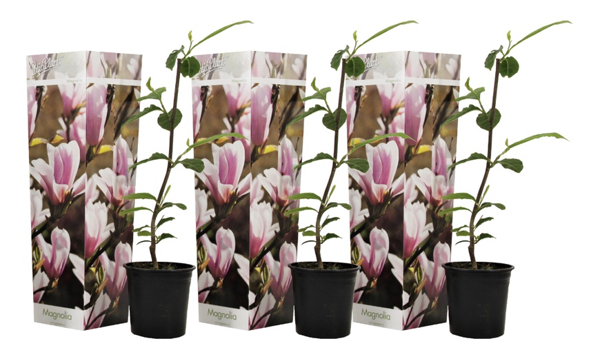 Image 4: 3er-Set Stern-Magnolien, Tulpen-Magnolie oder Magnolie „Susan