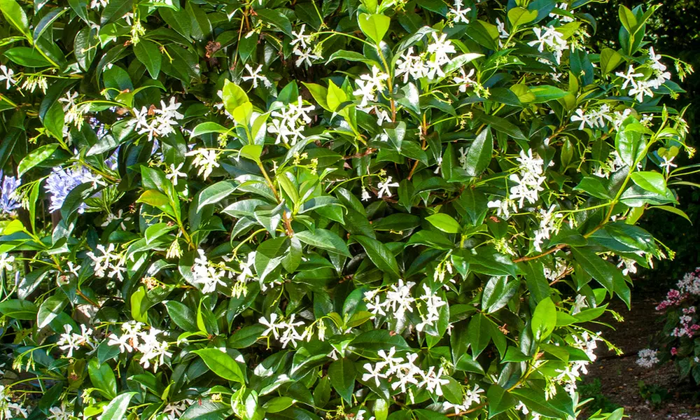 Set de 3 o 6 plantas de jazmín toscano, listas para plantar