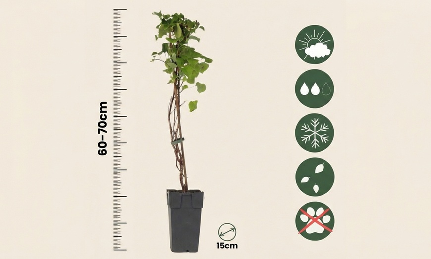 Image 5: Set di 2 piante di Hydrangea Petiolaris