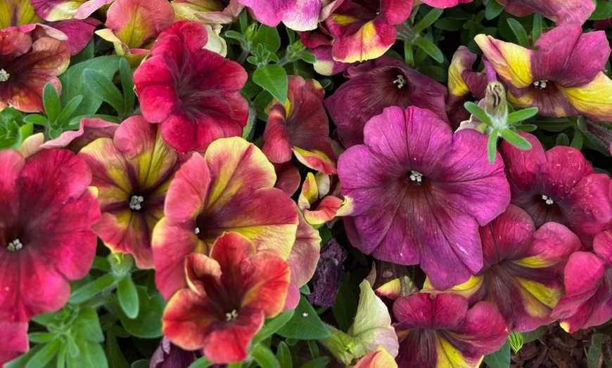 Image 7: Petunia 'Raspberry Shake' / 'Navy Velour' or Pink Pastel 
