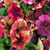 Image 7: Petunia 'Raspberry Shake' / 'Navy Velour' or Pink Pastel 