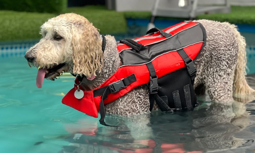 Image 3: Water Fun Awaits: Doggy Fun Swim Session (Owners Welcome to Swim Too)