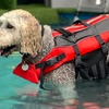 Image 3: Water Fun Awaits: Doggy Fun Swim Session (Owners Welcome to Swim Too)