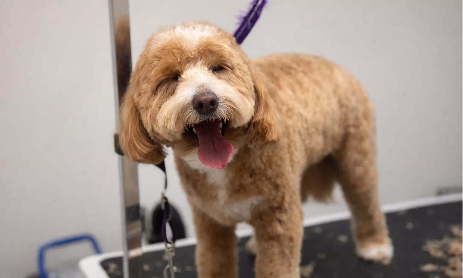 Get a Full Bath / Grooming Package for Small | Medium | Large Dogs