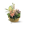 Image 12: Same Day Live Plants & Dish Gardens from Blooms Today with Delivery 60% Off