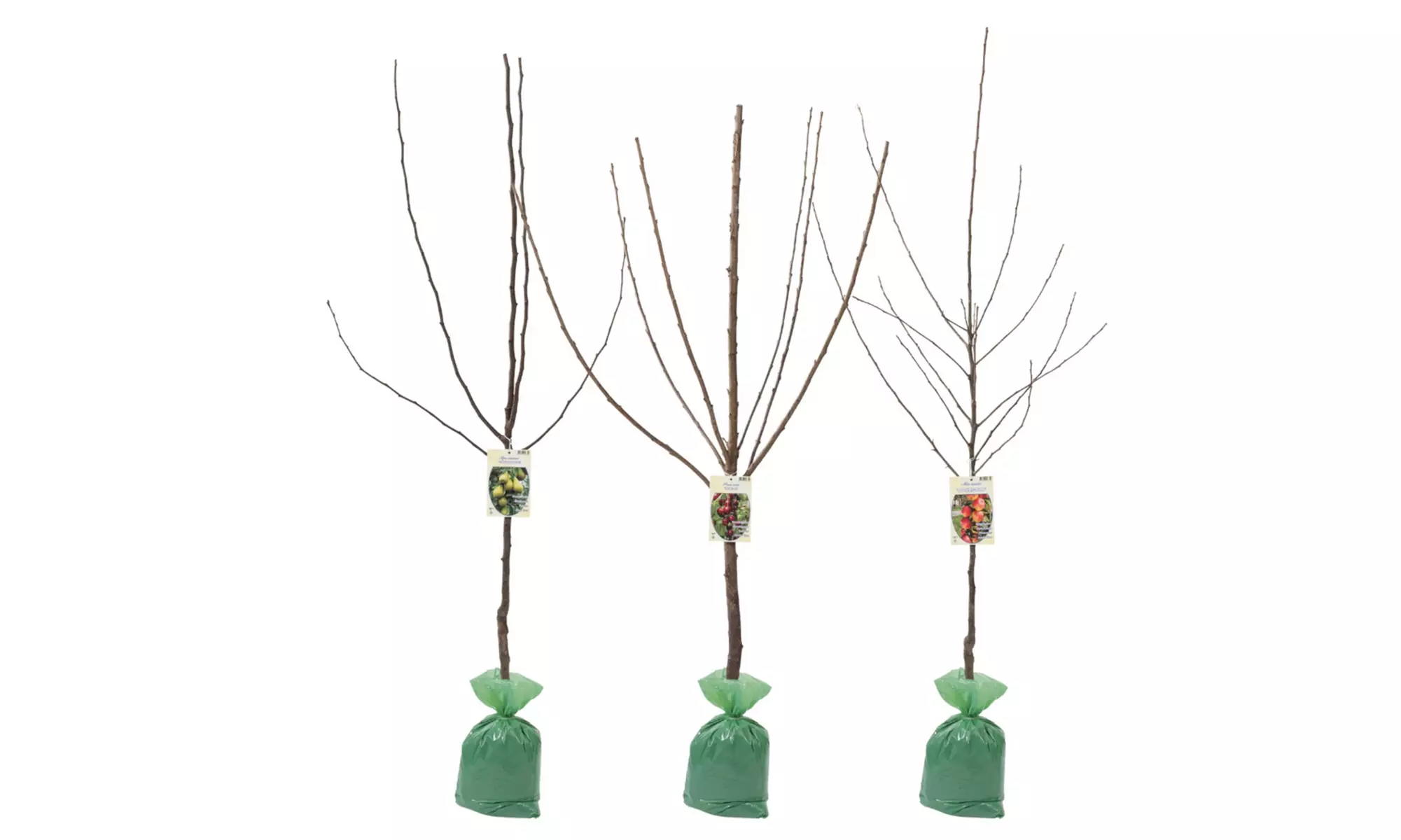 Set van 3 fruitbomen