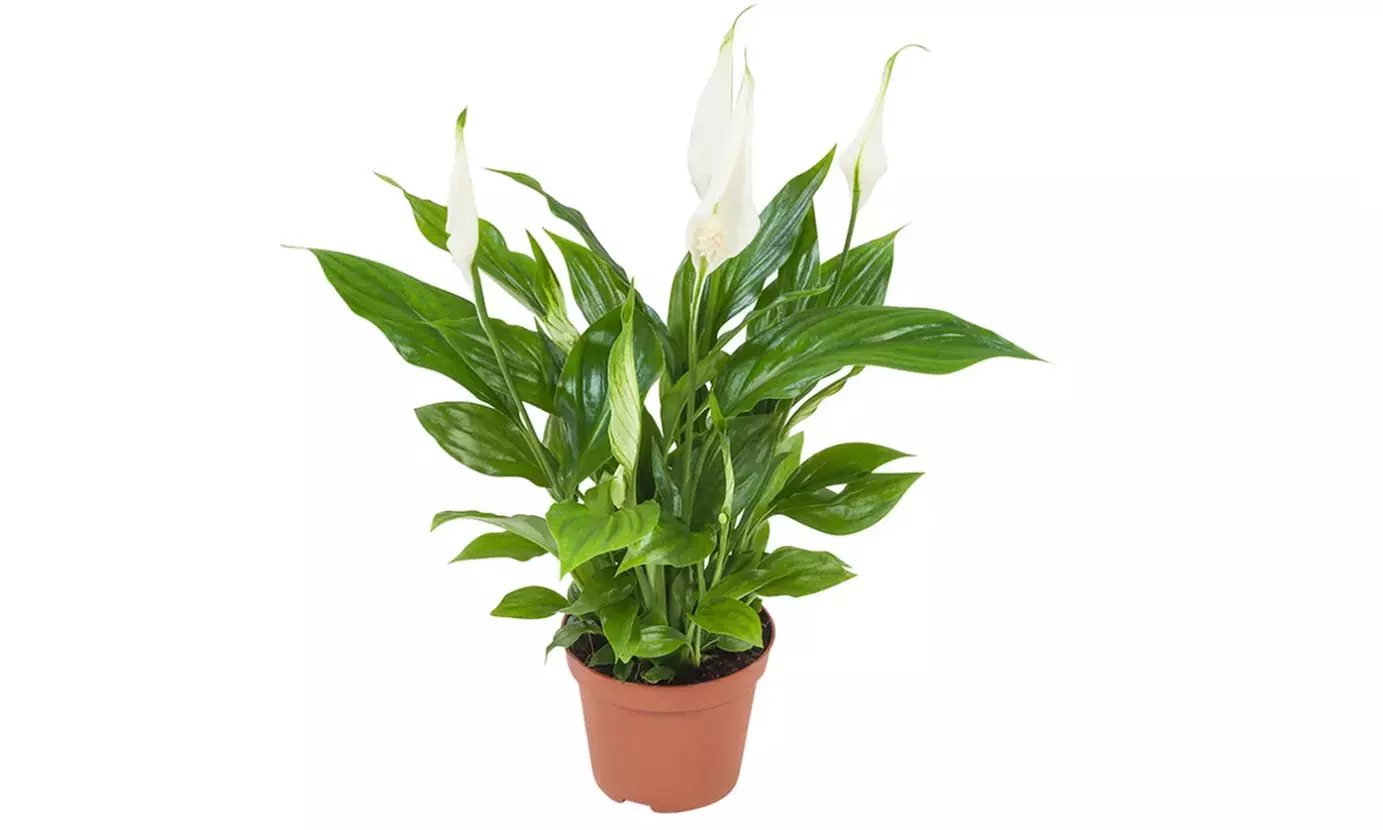 Collection exclusive de 5 plantes d'intérieur