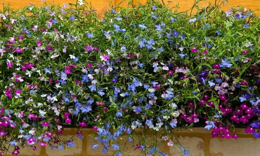 60 or 120 Mixed Summer Bedding Plants