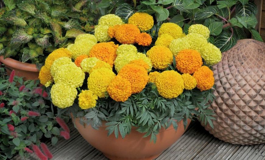 Image 12: 15 Mixed Garden Ready Summer Bedding Plant Collection