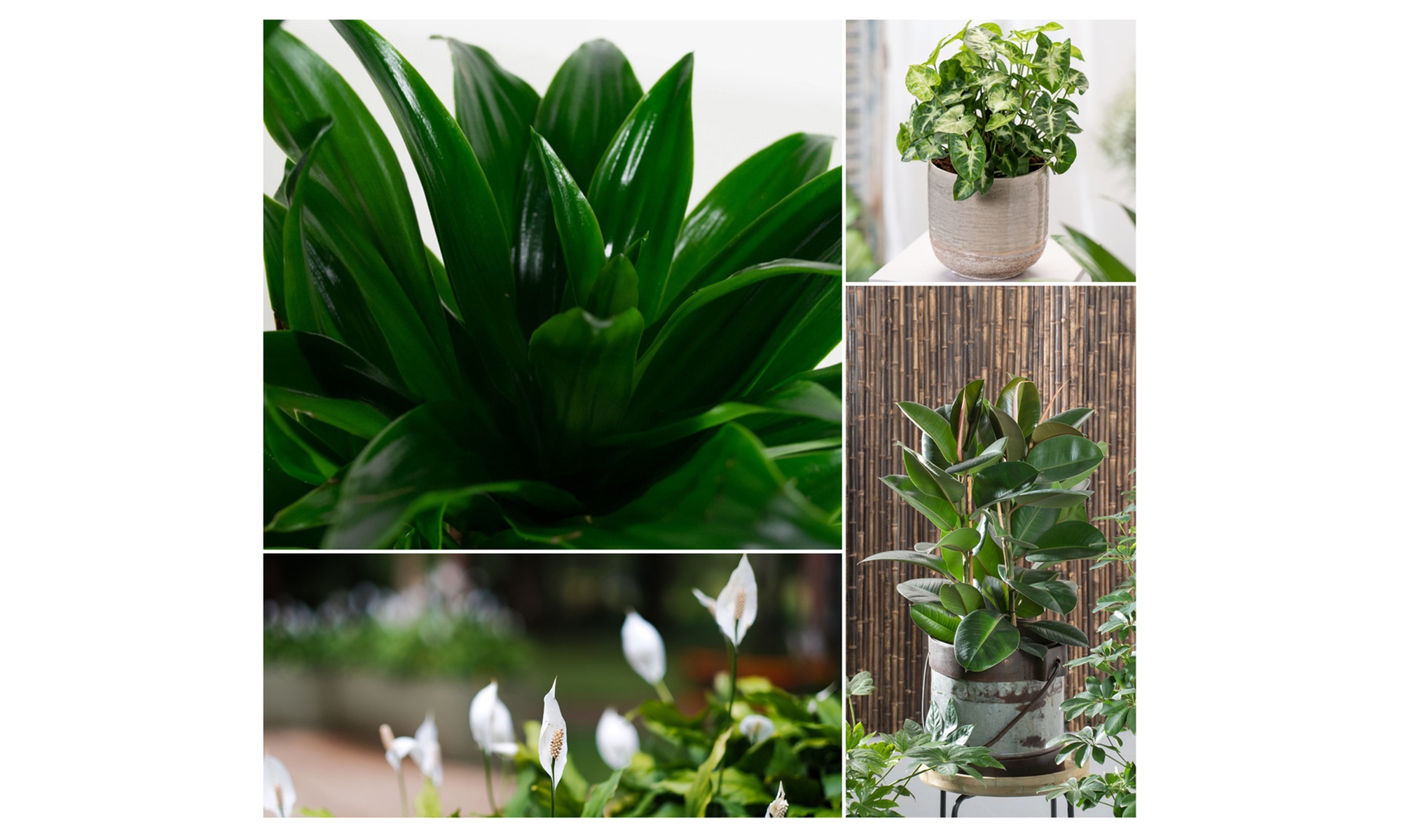 Collection de 5 plantes d'intérieur purificatrices d'air