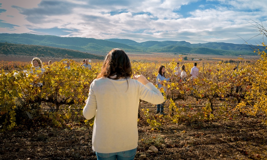 Image 13: Visita guiada a bodega con cata de 4 vinos, 2 AOVE y embutidos