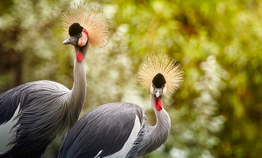 Image 15: Tageskarte für 1 Erwachsenen im Zoo Dresden im Januar oder Februar '26