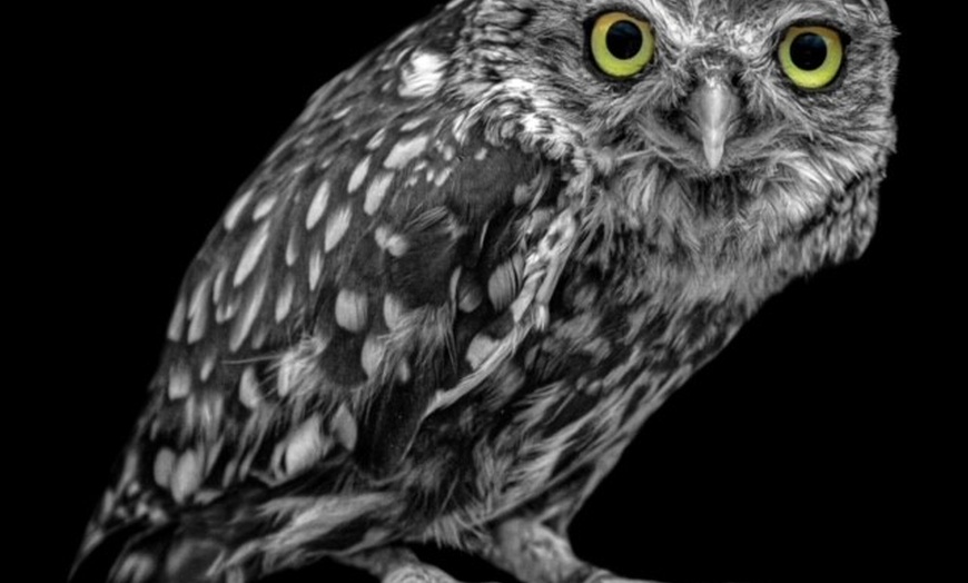 Image 9: Up to 62% Off on Zoo / Animal Park at Wild Wings Birds Of Prey