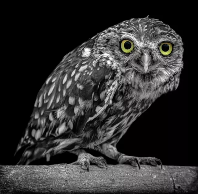 Up to 62% Off on Zoo / Animal Park at Wild Wings Birds Of Prey